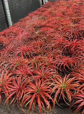 空气凤梨（红色超贝）