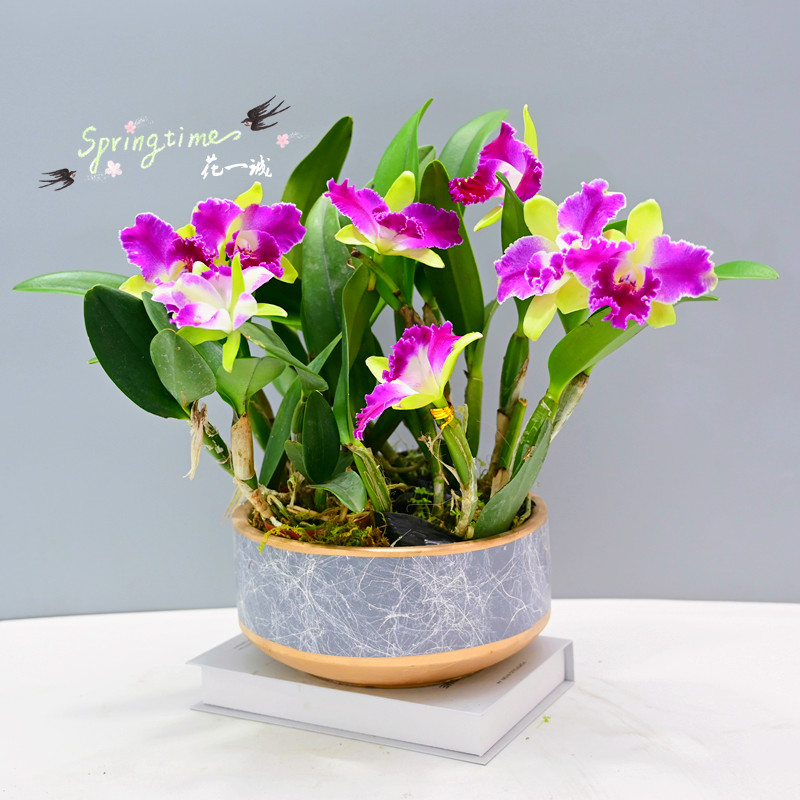 兰花洋兰卡特兰绿精灵 进口植物 开花好看带花苞绿天使办公桌花卉