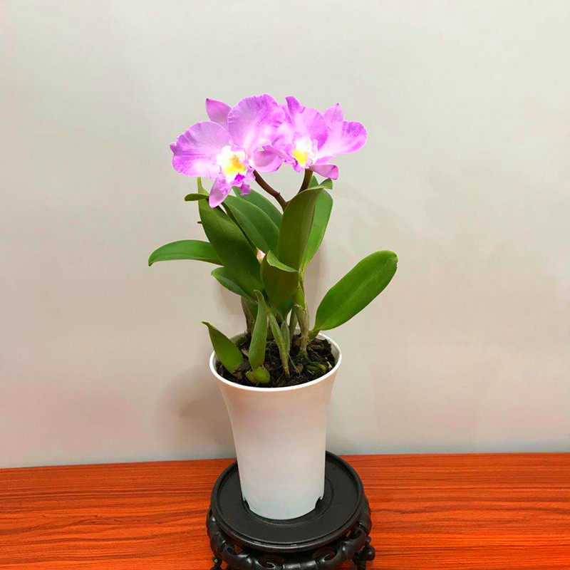 兰花洋兰卡特兰卡特开花阳台室内办公桌盆栽净化空气吸甲醛包邮