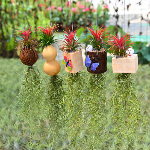 空气凤梨壁挂植物绿植老人须