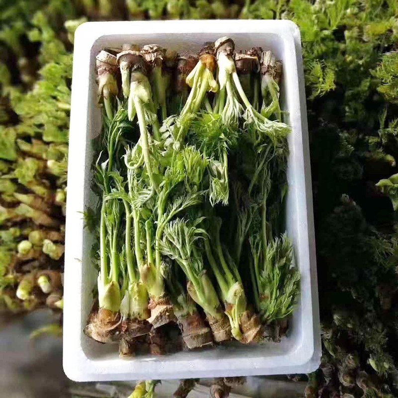 长白山野生刺老牙东北野生刺嫩芽山野菜刺龙芽蘸酱菜500g2斤包邮