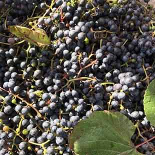 长白山野生山葡萄新鲜现采的东北野葡萄酿酒葡萄泡酒