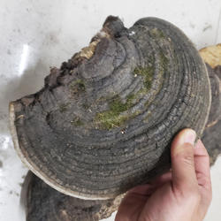 长白山野生裂蹄层孔菌针裂蹄裂缝木层孔菌裂蹄灵芝裂褐层孔菌500g