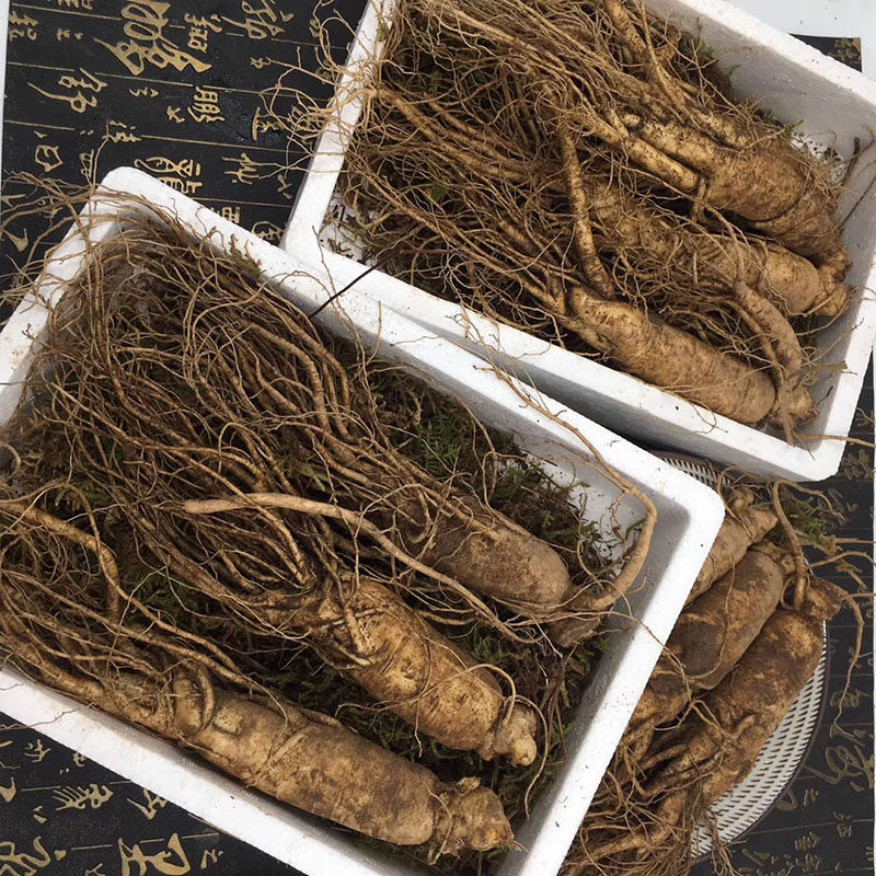 长白山人参新鲜人参东北大人参整枝人参泡酒煲汤保鲜参5枝500g