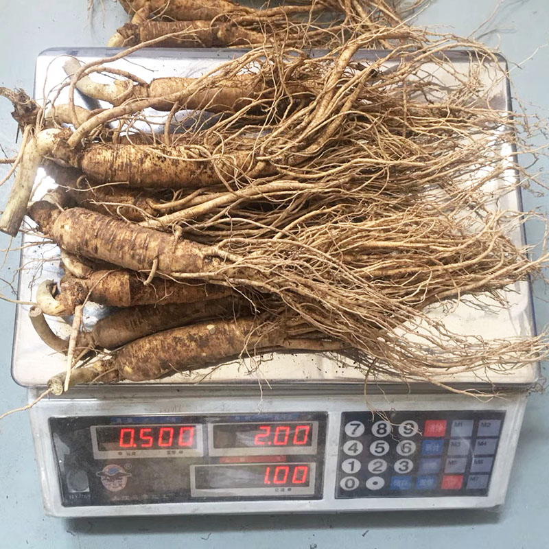 长白山鲜人参特大整枝新鲜人参园参带土鲜人参泡酒料10支500克