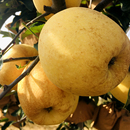 水果 包邮 苹果黄金维纳斯山东丑苹果当季 脆甜清香多汁锈斑孕妇当季