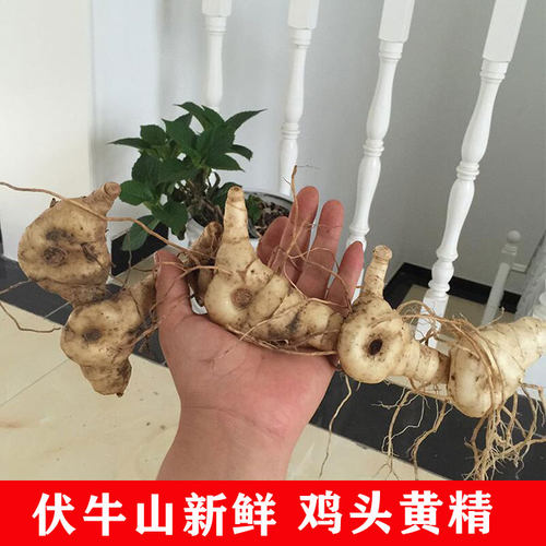 新鲜鸡头深山老虎笔管爪子黄精