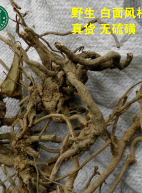 野生白面风根山白芷根