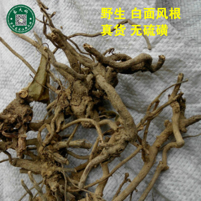 野生白面风根山白芷根