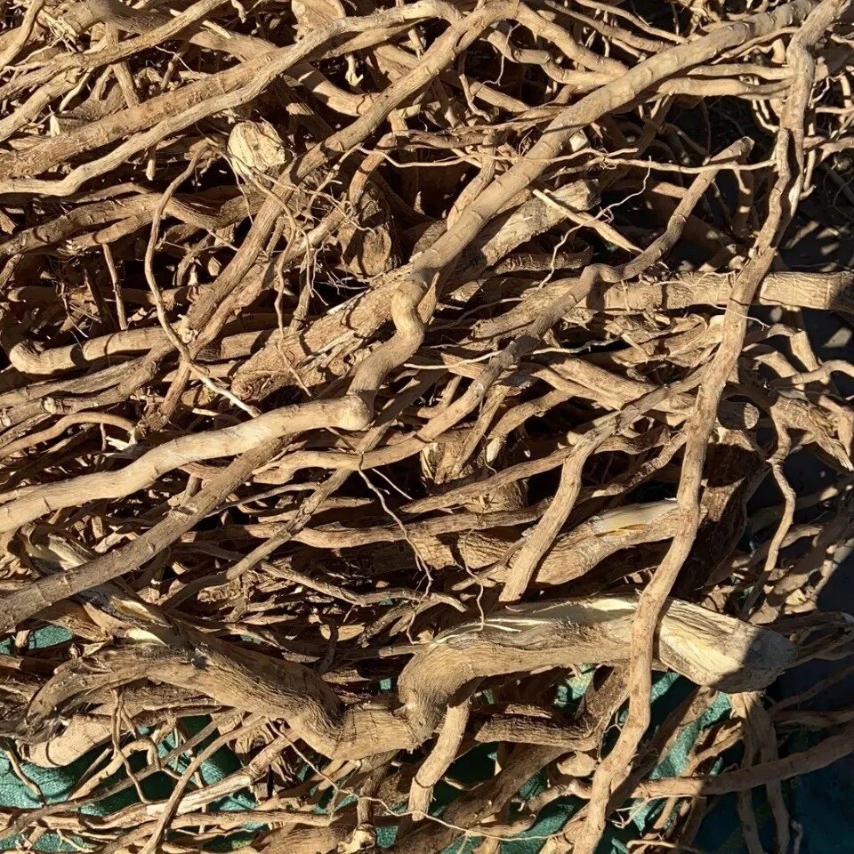 倒吊黄根月子水黄花倒水莲黄花大远志观音串倒吊王500克包邮