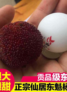 【贡品级东魁】正宗仙居东魁杨梅新鲜孕妇水果现摘现发96颗礼盒装