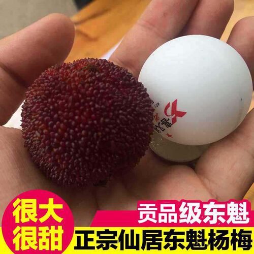 比乒乓球大】贡品级仙居东魁杨梅