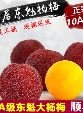 【10A级特大东魁】正宗仙居东魁杨梅鲜果新鲜当季水果96颗礼盒装
