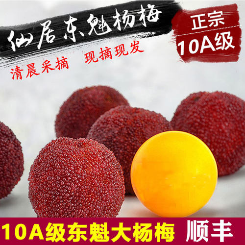 10A乒乓特大果正宗仙居东魁杨梅