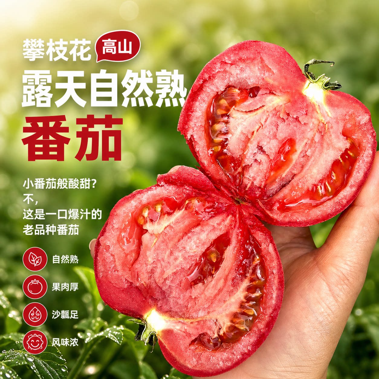 顺丰四川攀枝花露天老品种自然熟口感番茄西红柿味浓多汁孕妇水果