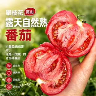 顺丰四川攀枝花露天老品种自然熟口感番茄西红柿味浓多汁孕妇水果