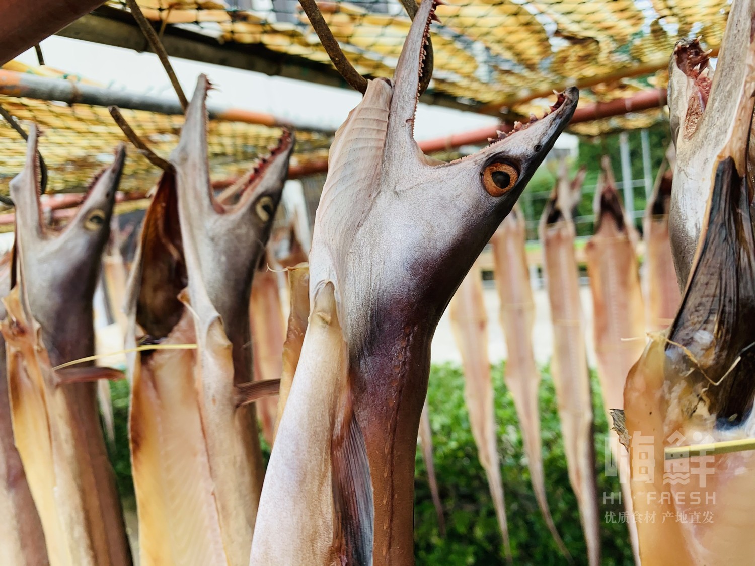 舟山鳗鱼干干货多少钱 舟山鳗鱼干干货优惠券免费领取 有条鱼