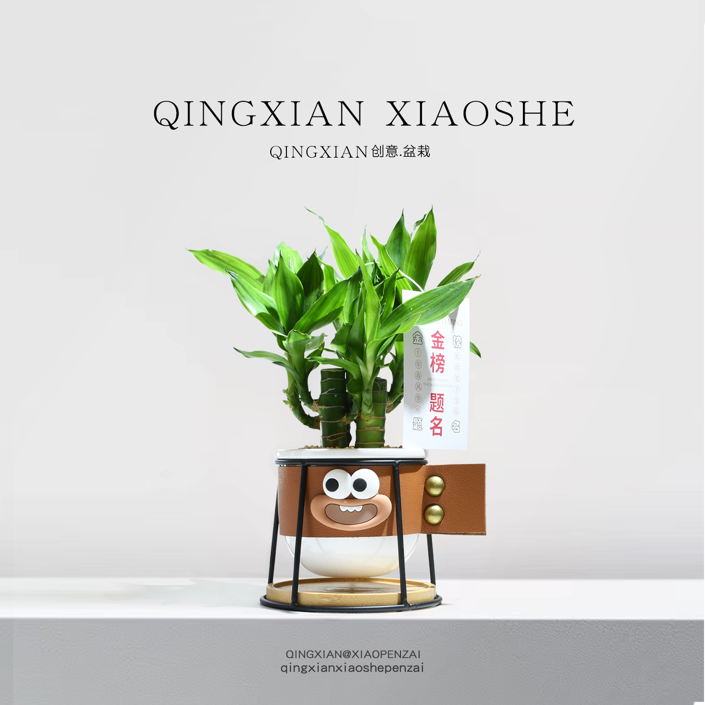 文昌竹小盆栽办公室桌面绿植