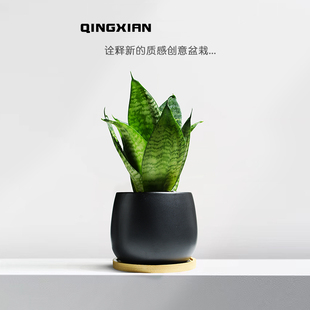 虎皮兰绿植室内净化空气植物虎尾兰耐阴好养荷花兰办公室桌面盆栽