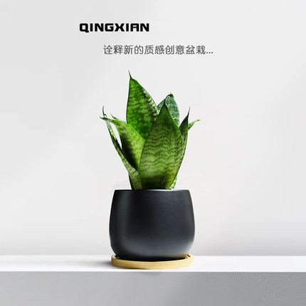 虎皮兰绿植室内净化空气植物虎尾兰耐阴好养荷花兰办公室桌面盆栽