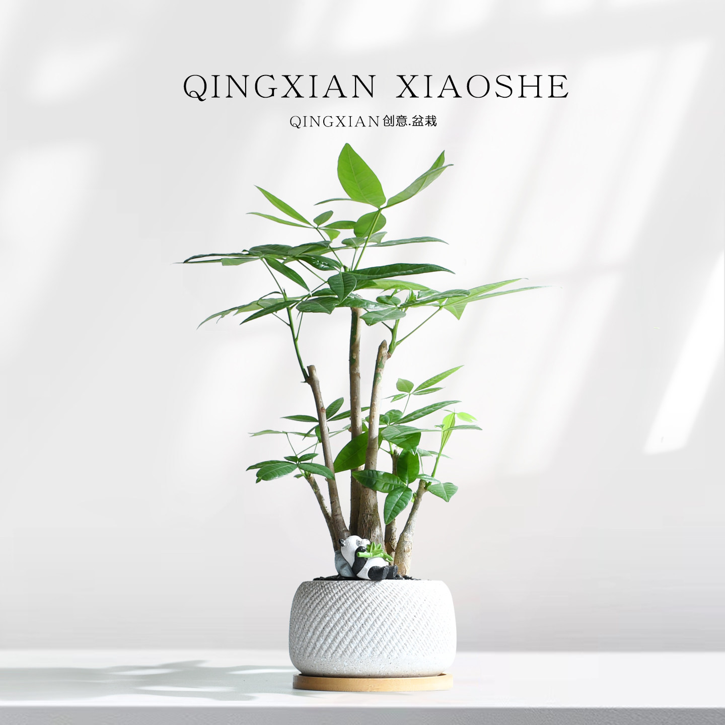 发财树桌面盆栽招财乔迁礼物图片