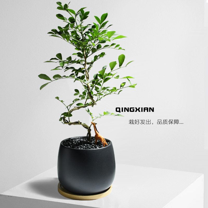 九里香桌面盆栽开花植物耐阴好养花卉创意盆景室内办公室常青绿植,鲜花速递/花卉仿真/绿植园艺,绿植,淘宝优惠券,粉丝福利购,淘宝优惠卷