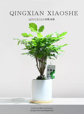 幸福树客厅绿植净化空气绿宝植物创意室内平安树花卉前台桌面盆栽