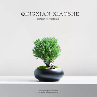 雾松室内植物办公室桌面绿植四季常青盆景放青松客厅盆栽好养雾凇