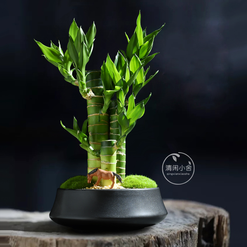 富贵竹创意美观绿植好养好看