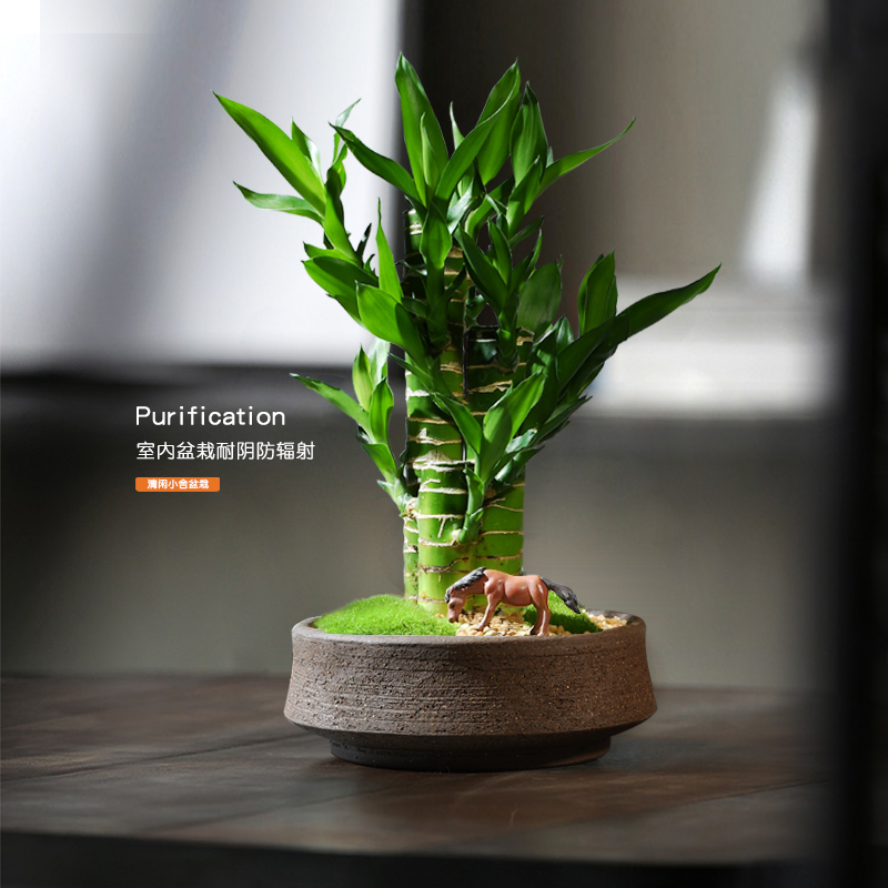 富贵竹室内好养美观植物招财转运