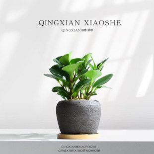 琴叶榕桌面小盆栽豆瓣绿室内净化空气花卉植物办公室耐阴碧玉绿植