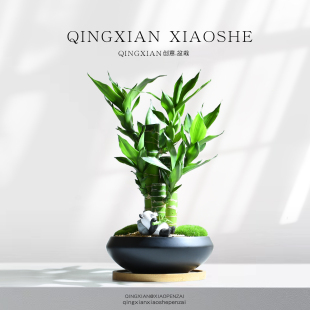 常青好养绿植桌面文昌竹 富贵竹创意小盆栽办公室内节节高植物四季