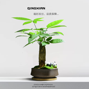 发财树植物室内桌面耐阴绿植客厅好养花卉办公室创意礼物招财盆栽