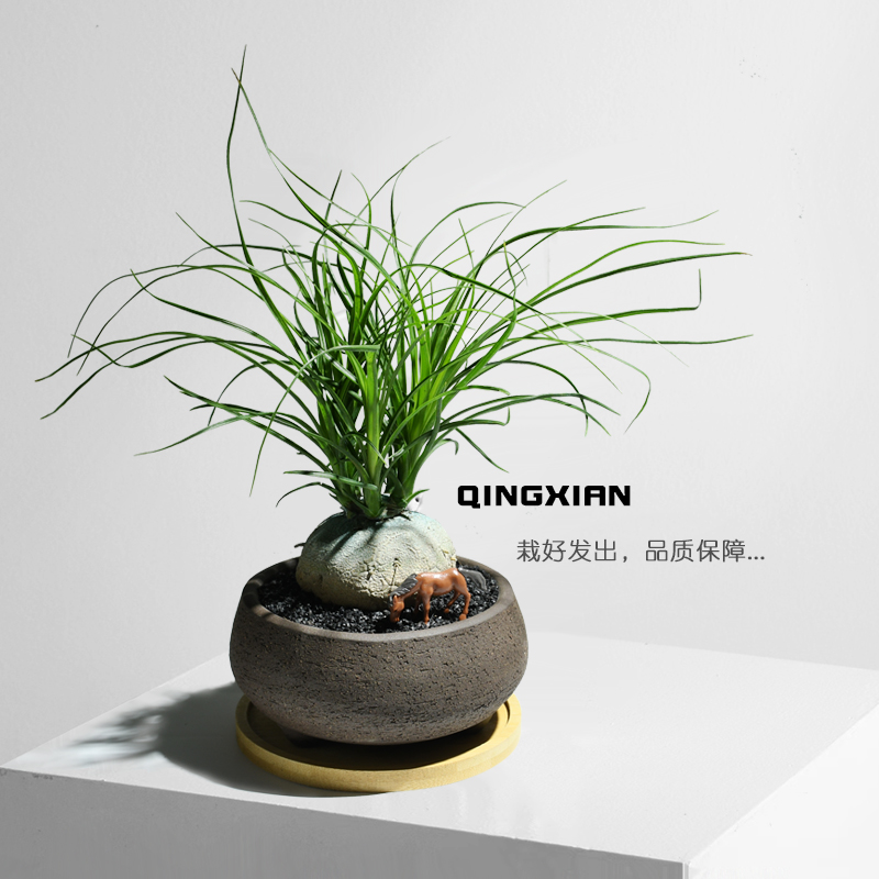 酒瓶兰耐旱懒人植物好养盆栽