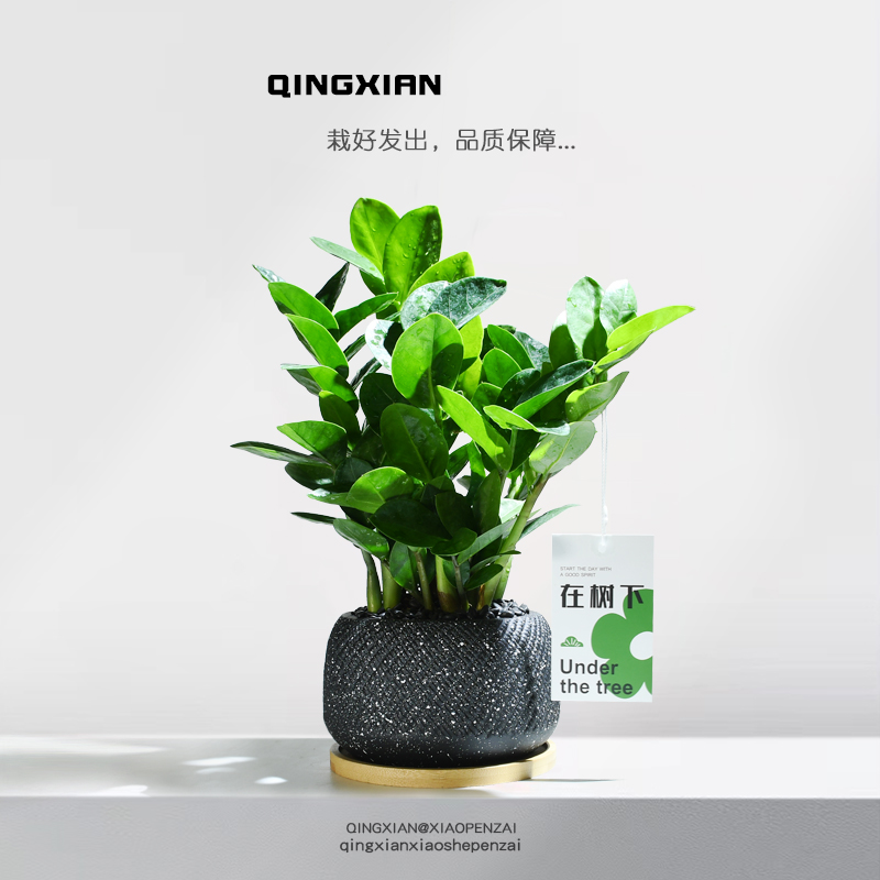 金钱树耐旱好养植物创意花卉礼物