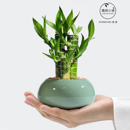 富贵竹植物迷你盆栽办公室