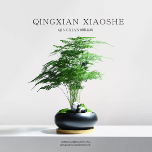 文竹小盆栽室内客厅植物禅意云竹盆景办公室桌面好养四季常青绿植