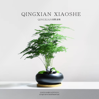 文竹小盆栽室内客厅植物绿植