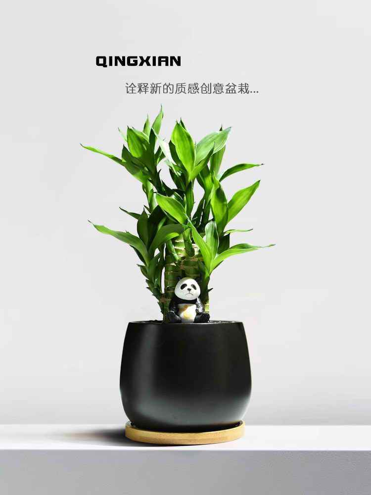 富贵竹室内植物节节高桌面绿植带根好养步步高花卉文昌竹客厅盆栽
