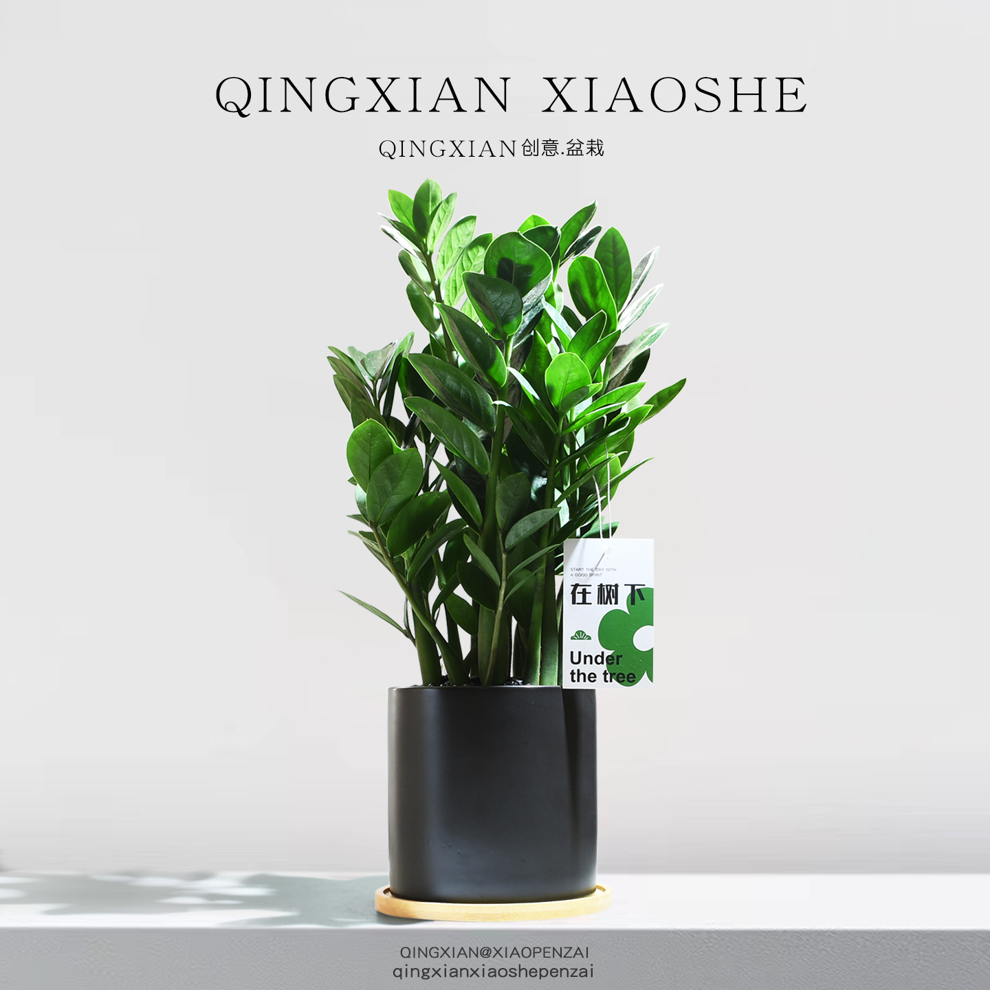 金钱树桌面盆栽净化空气绿植