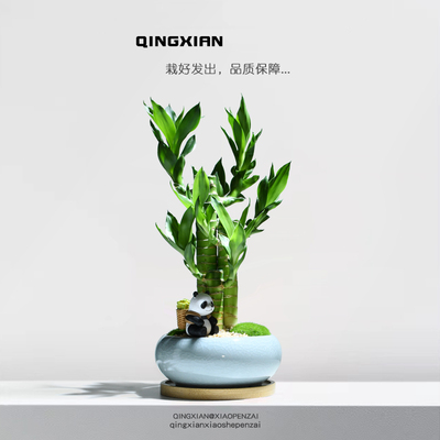 富贵竹好养植物文昌竹盆栽绿植