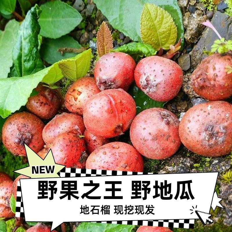 云贵川野地瓜藤苗野生地石榴藤苗地果儿时味道四川地枇杷盆栽地栽