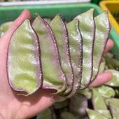 广西紫扁豆农家峨眉豆露天时令新鲜蔬菜筋豆紫扁豆扁豆角荚芸豆