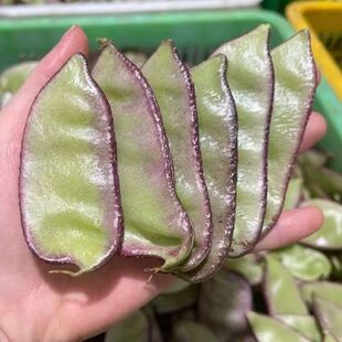 广西紫扁豆农家峨眉豆露天时令新鲜蔬菜筋豆紫扁豆扁豆角荚芸豆