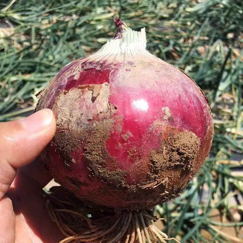 红皮洋葱种子种籽种植苗特大圆葱耐寒紫皮秧苗葱种孑蔬菜幼苗苗子 鲜花速递/花卉仿真/绿植园艺 家庭园艺种子 原图主图