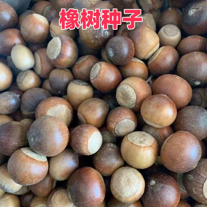 橡树种子又称栎树或柞树粗皮青冈白麻栎浆栎果种尖齿白栎橡树种子