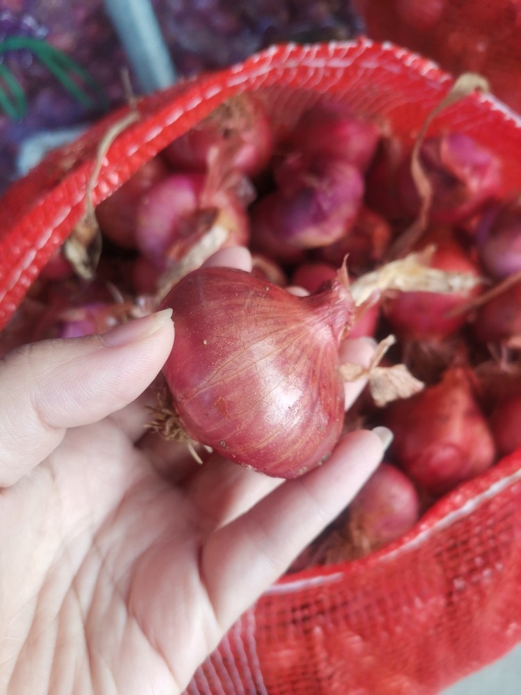 缅甸老品种小洋葱扁头毛葱沙拉蔬菜凉拌云南德宏瑞丽发货迷你西餐