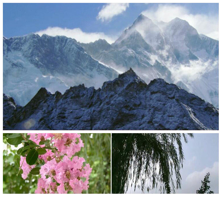 西海情歌 舞台背景 led动态背景视频素材 雪山 花朵 广场舞大草原