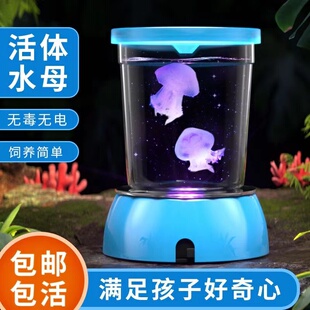 水母活物发光杯好养耐活迷你学生观赏小型小宠物桌面赤月活体