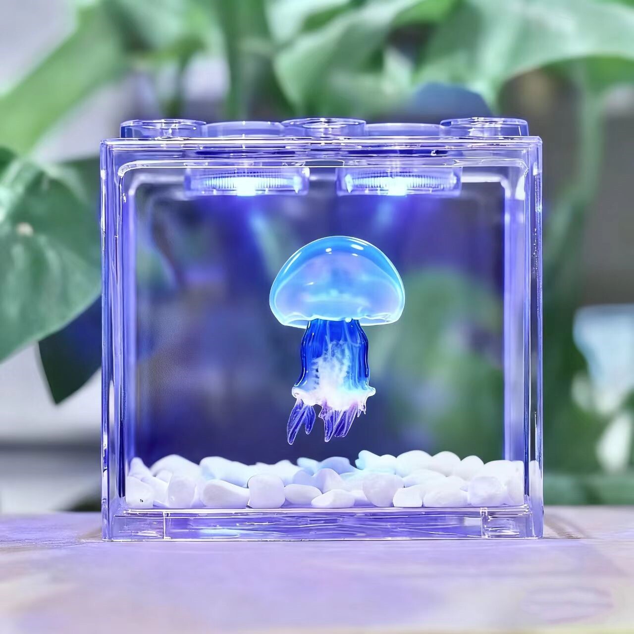 水母活物水母发光桌面宠物包活